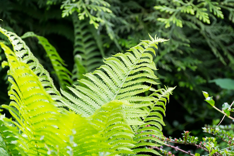 В Ботаническом саду (Fern leaf closeup in the garden)