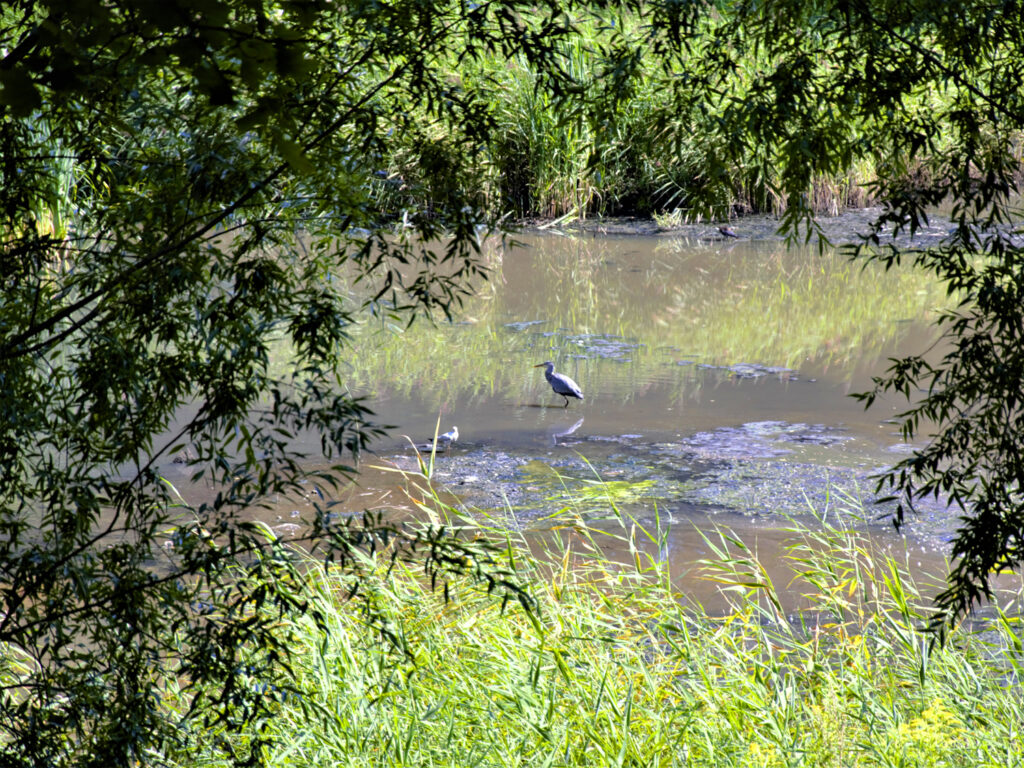 Цапли в мутной воде рва Парка Победы. Фото автора
