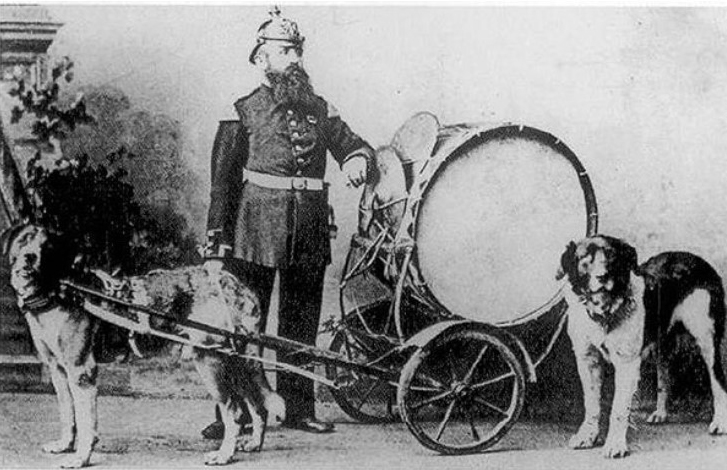 Барабанные собаки Паша и Султан вместе с полковым барабанщиком, 1874 год