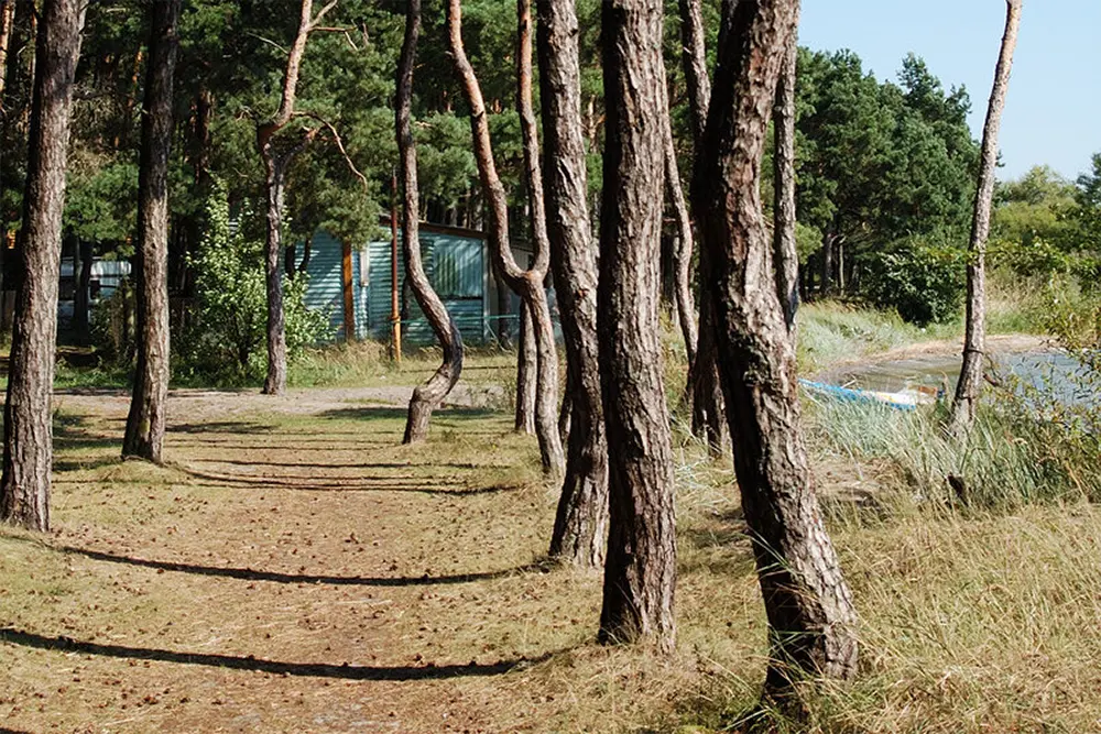 Танцующий лес